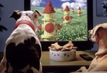 5 YouTube-kanaler for kæledyr, som de kan se, når du ikke er hjemme YouTube-kanaler for dine kæledyr