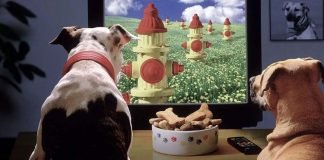 YouTube-kanaler for dine kæledyr