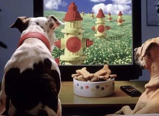 YouTube-kanaler for dine kæledyr