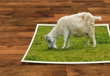 Collage: En ged græsser på et stykke lysning, der ligger på et parketgulv.