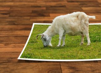 De 8 bedste gratis online AI-fotoredigeringsprogrammer Collage: En ged græsser på et stykke lysning, der ligger på et parketgulv.