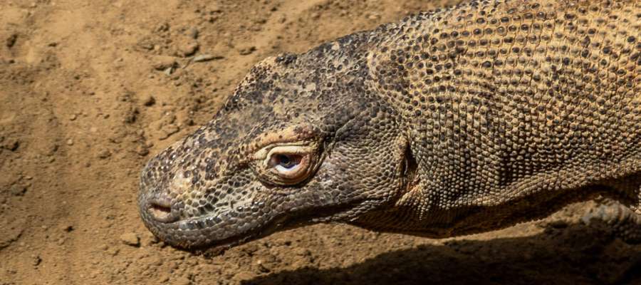 En ung varan på sandet. 