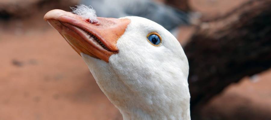 Portræt af en hvid gås.