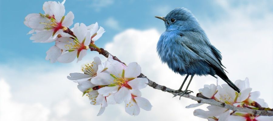 En blåfugl sidder på en kvist, der blomstrer med hvide blomster. 